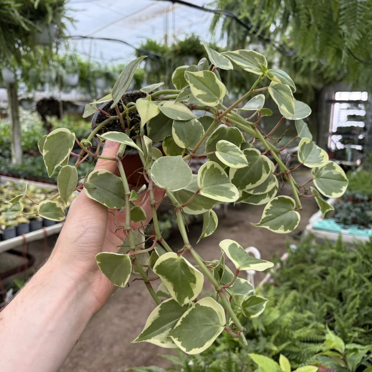 Peperomia Scandens Variegata P9