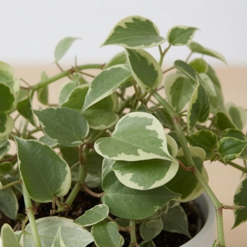Peperomia Scandens Variegata P9