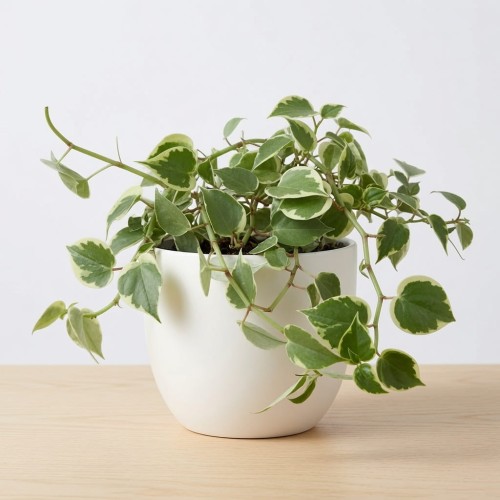 Peperomia Scandens Variegata P9