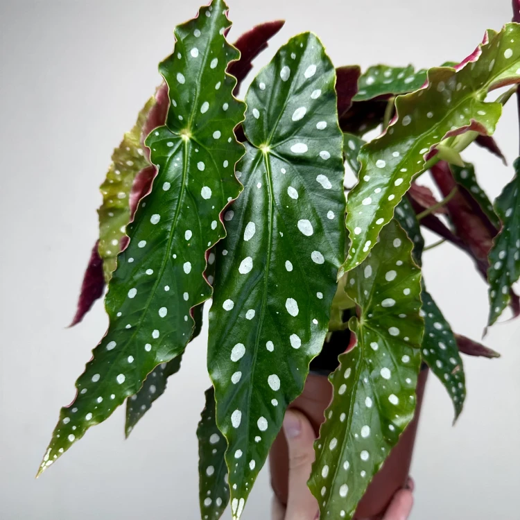 Begonia maculata Wightii Begonia koralowa P14 #5