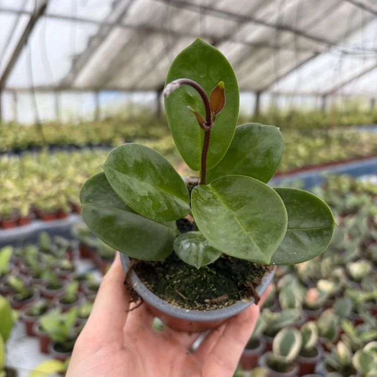 Hoya Australis Hoja P9