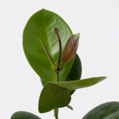Hoya Australis Hoja P9