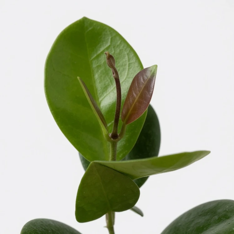 Hoya Australis Hoja P9