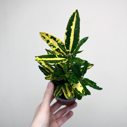 Kroton Sunny Star Codiaeum P9 #1