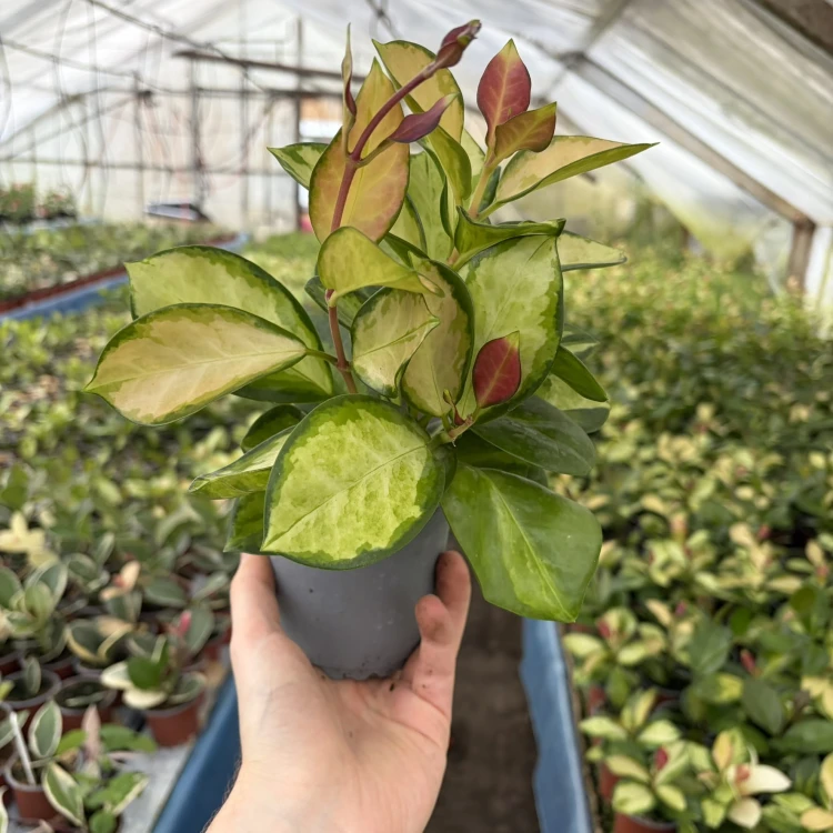 Hoya australis Lisa Hoya P11