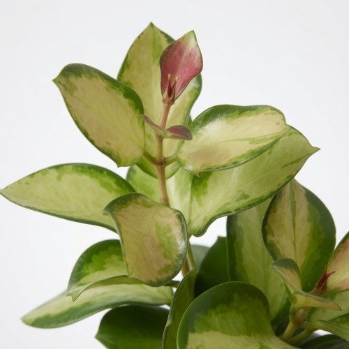 Hoya australis Lisa Hoya P11