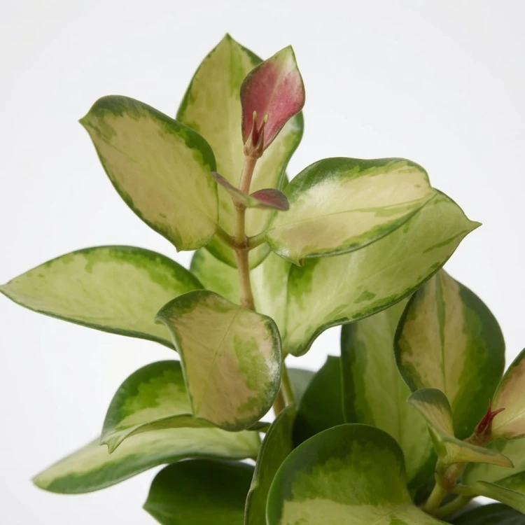 Hoya australis Lisa Hoya P11