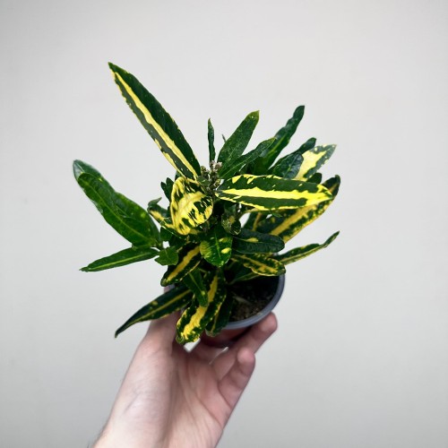 Kroton Sunny Star Codiaeum P9 #2