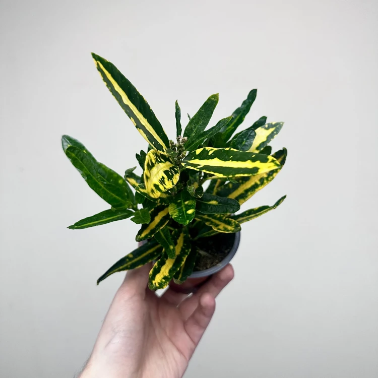 Kroton Sunny Star Codiaeum P9 #2