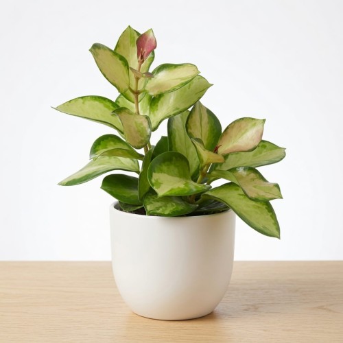 Hoya australis Lisa Hoya P11