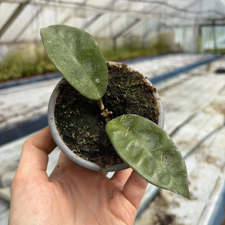 Hoya carnosa Krinkle Hoja P9