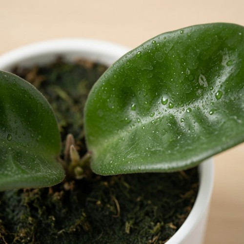 Hoya carnosa Krinkle Hoja P9
