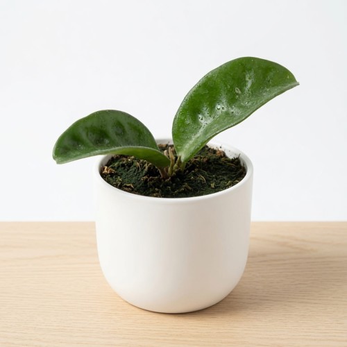 Hoya carnosa Krinkle Hoja P9