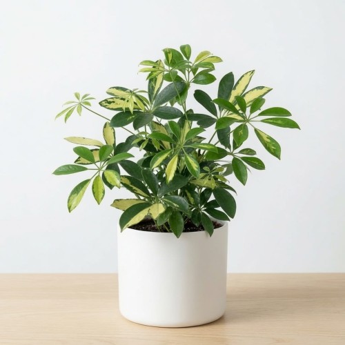 Schefflera Gerda Szeflera P13
