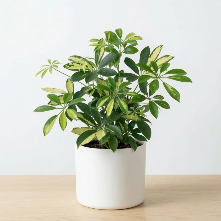 Schefflera Gerda Szeflera P13