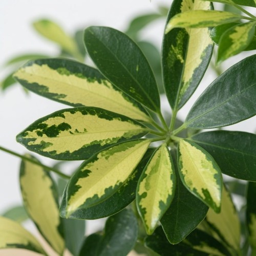 Schefflera Gerda Szeflera P13