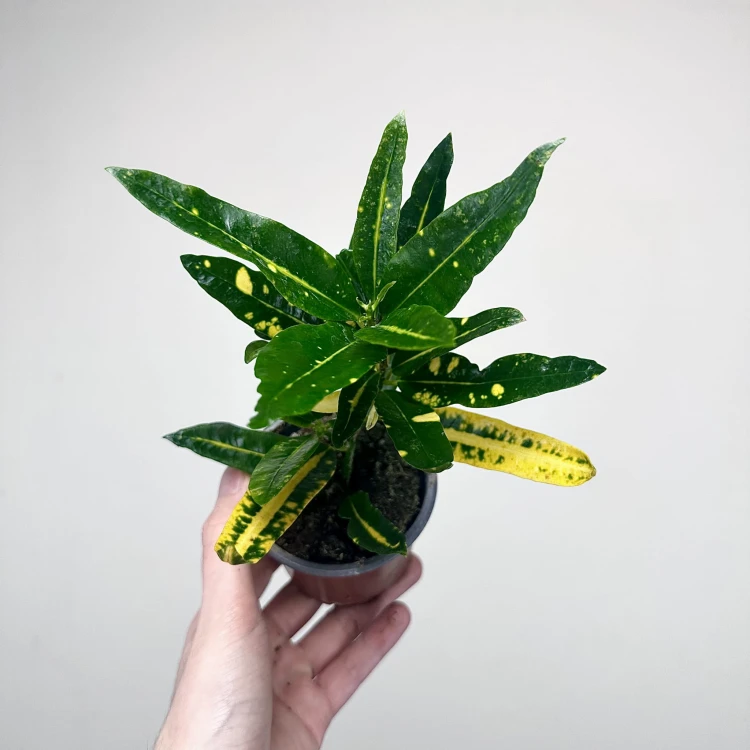 Kroton Sunny Star Codiaeum P9 #3