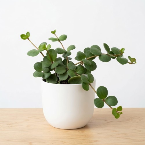Peperomia tetraphylla Hope P12