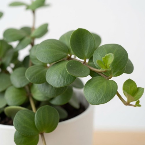 Peperomia tetraphylla Hope P12