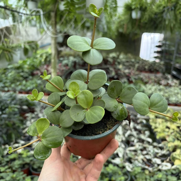 Peperomia tetraphylla Hope P12