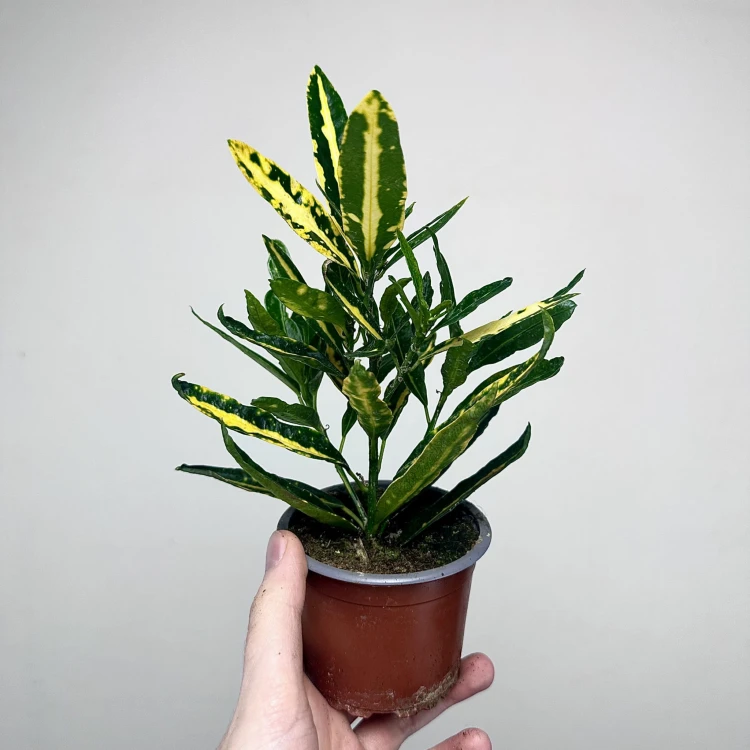 Kroton Sunny Star Codiaeum P9 #4