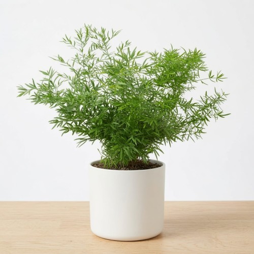 Asparagus densiflorus  Cwebe P12