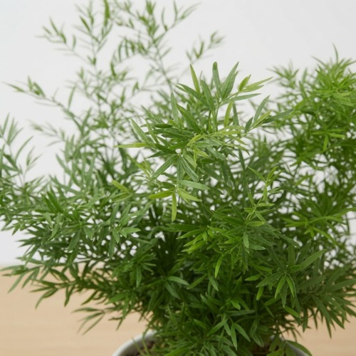 Asparagus densiflorus  Cwebe P12