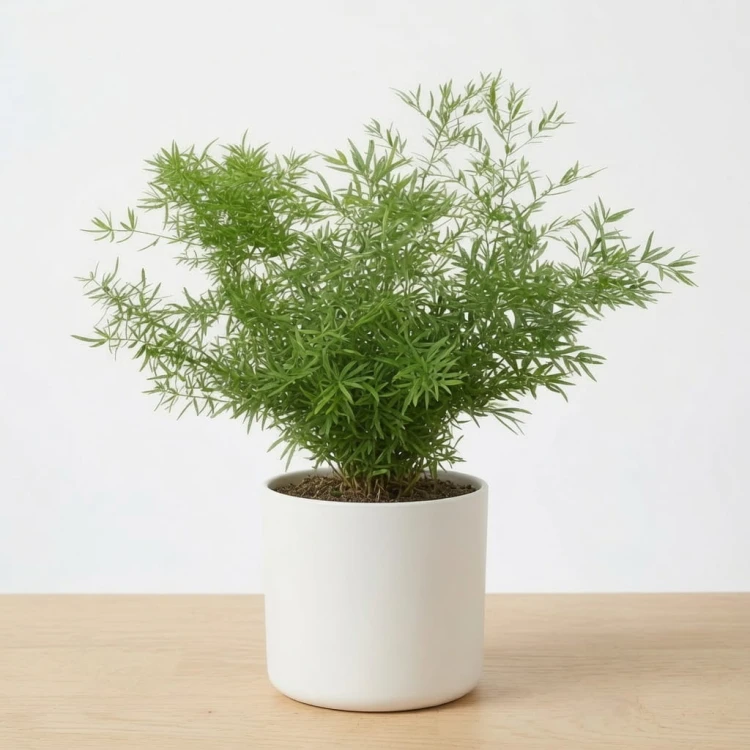 Asparagus densiflorus  Cwebe P12