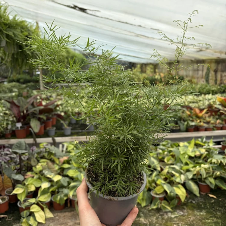 Asparagus densiflorus  Cwebe P12