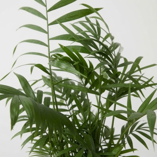 Chamedora Palma Koralowa Chamaedorea Elegans P12
