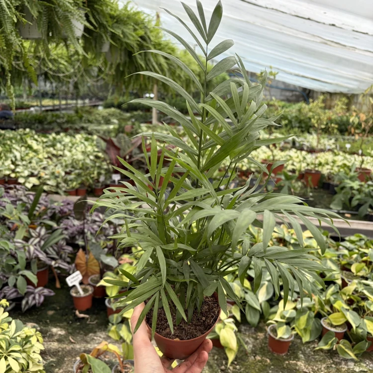 Chamedora Palma Koralowa Chamaedorea Elegans P12