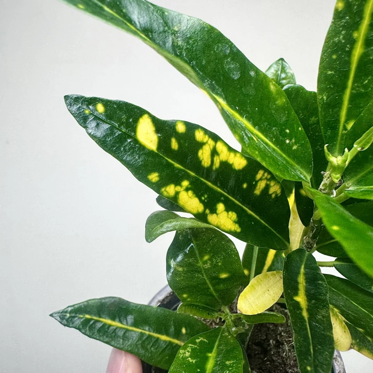 Kroton Sunny Star Codiaeum P9 #5