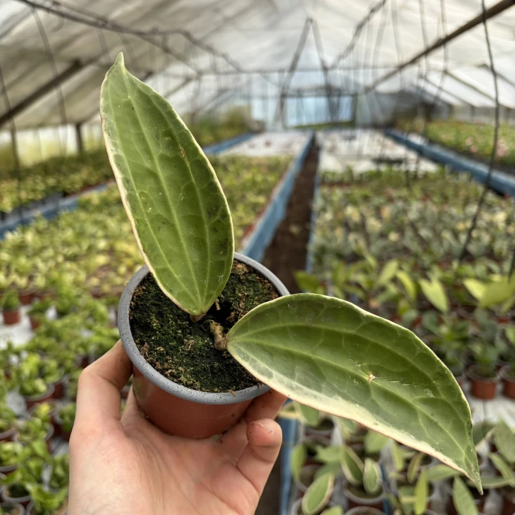 Hoya macrophylla Albomarginata Hoja P9
