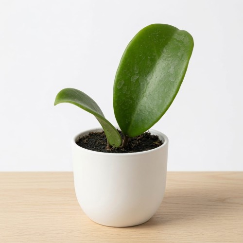 Hoya Hotlips Hoja P9