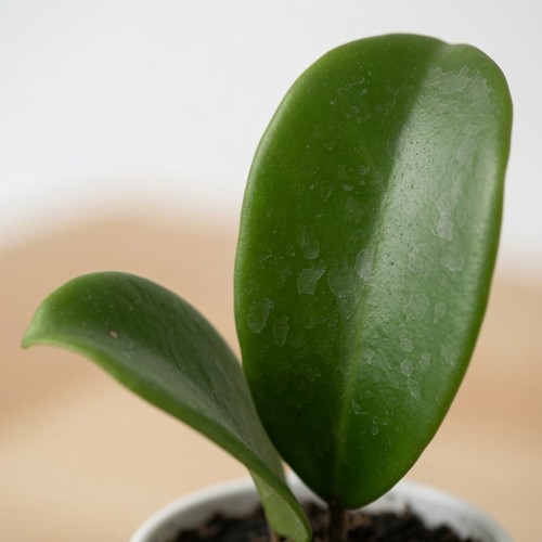 Hoya Hotlips Hoja P9