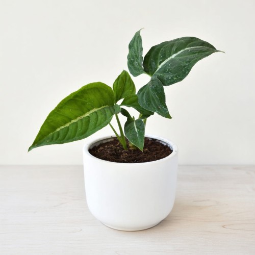 Syngonium Wendlandii Green Velvet Zroślicha P9 #1