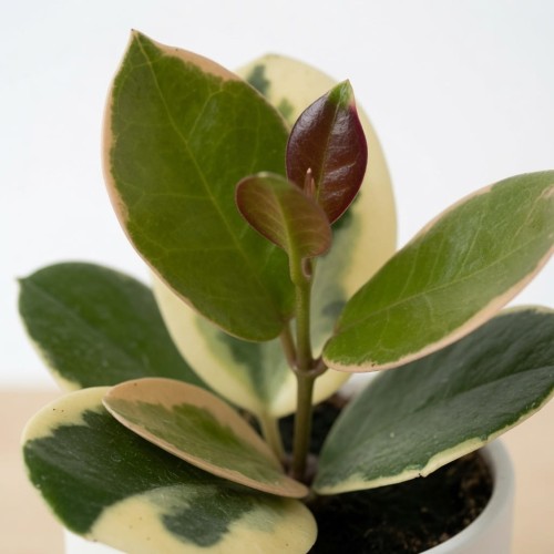 Hoya australis Blondie Hoja P9