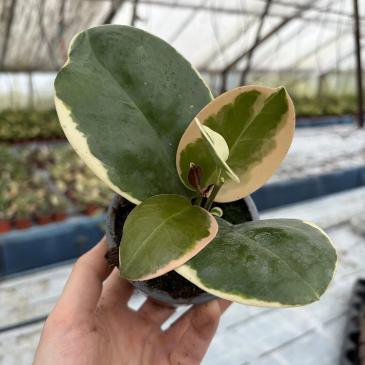Hoya australis Blondie Hoja P9