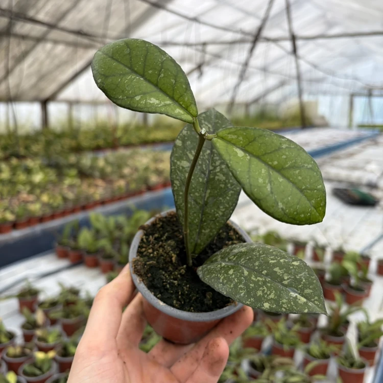 Hoya crassipetiolata Splash Hoja P9