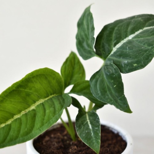 Syngonium Wendlandii Green Velvet Zroślicha P9 #2