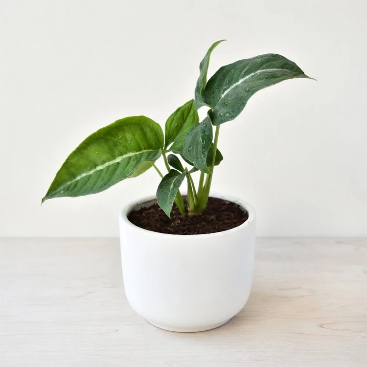 Syngonium Wendlandii Green Velvet Zroślicha P9 #3