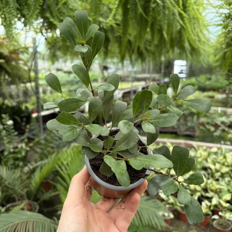Ficus Deltoidea Fikus Deltolistny P9