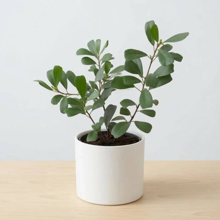 Ficus Deltoidea Fikus Deltolistny P9