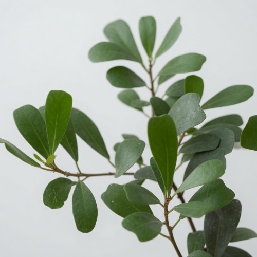 Ficus Deltoidea Fikus Deltolistny P9
