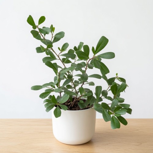 Ficus Deltoidea Fikus Deltolistny P12