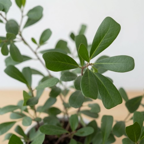 Ficus Deltoidea Fikus Deltolistny P12