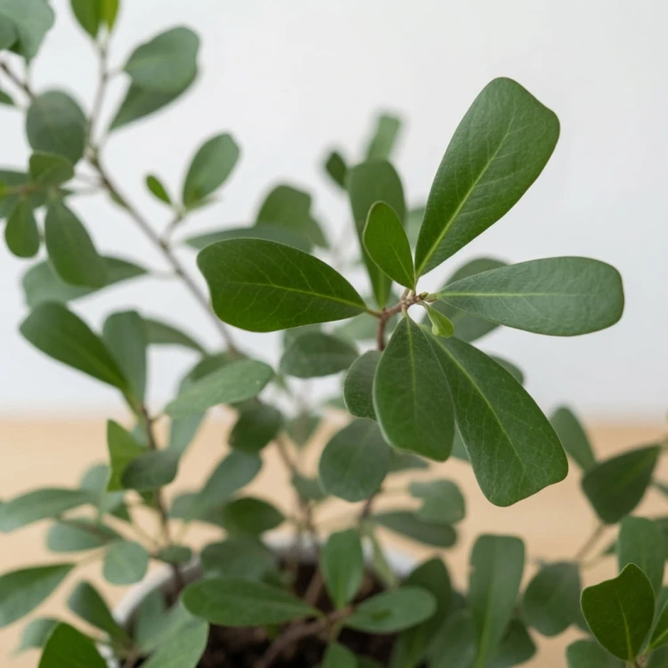 Ficus Deltoidea Fikus Deltolistny P12