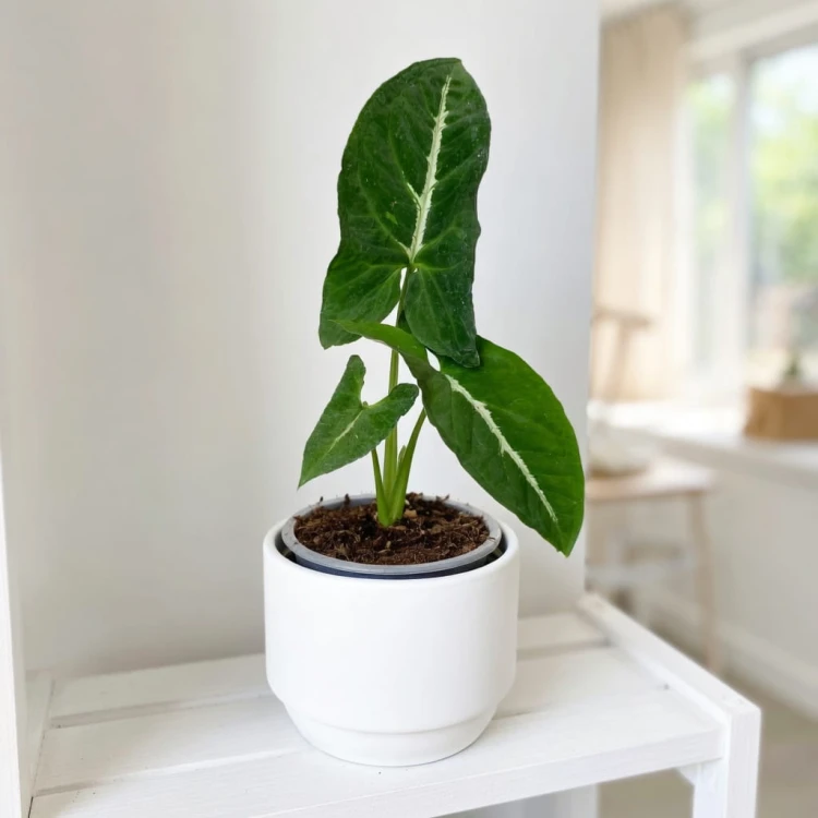 Syngonium Wendlandii Green Velvet Zroślicha P9 #4