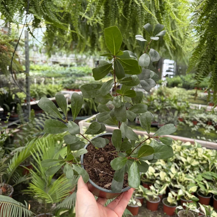 Ficus Deltoidea Fikus Deltolistny P12