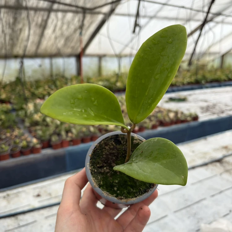 Hoya Hotlips Hoja P9